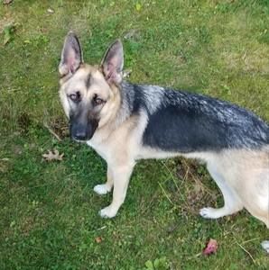 Meet your Posher, Deni